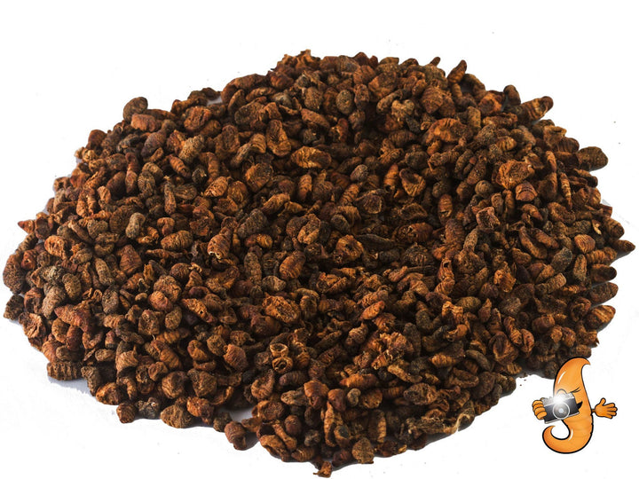 44lb Chubby Dried Silkworm Pupae - Chubby Mealworms