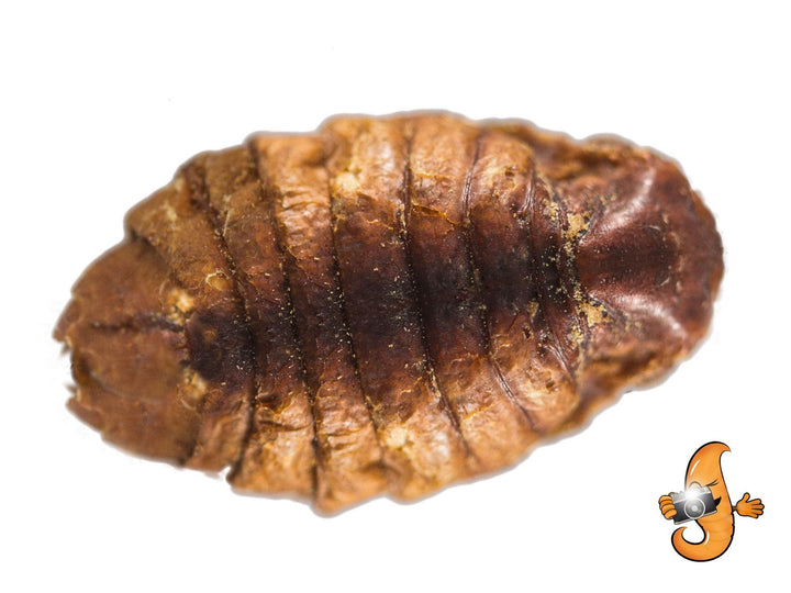 11lb Chubby Dried Silkworm Pupae - Chubby Mealworms