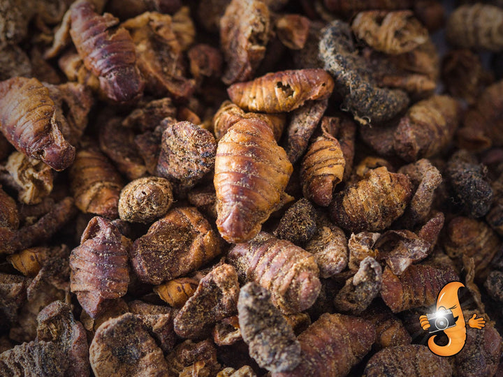 44lb Chubby Dried Silkworm Pupae - Chubby Mealworms