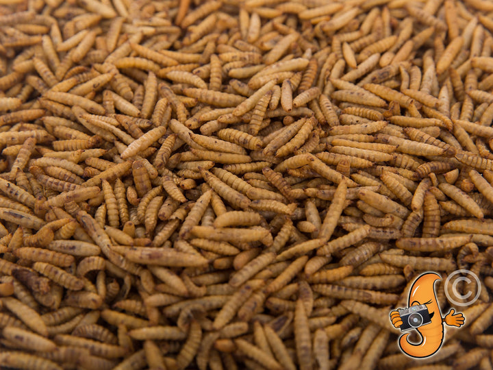 44lbs Chubby Dried Black Soldier Fly Larvae - Chubby Mealworms