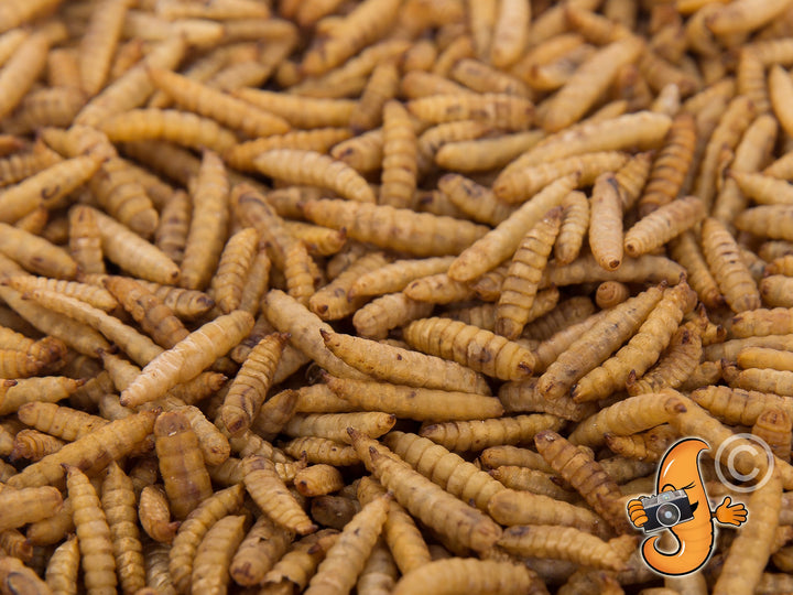 22LB Chubby Dried Black Soldier Fly Larvae - Chubby Mealworms