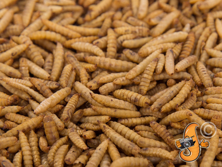 5LB Chubby Dried Black Soldier Fly Larvae - Chubby Mealworms
