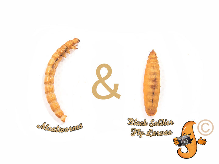 Chubby Mealworm and Black Soldier Fly Larvae Mix