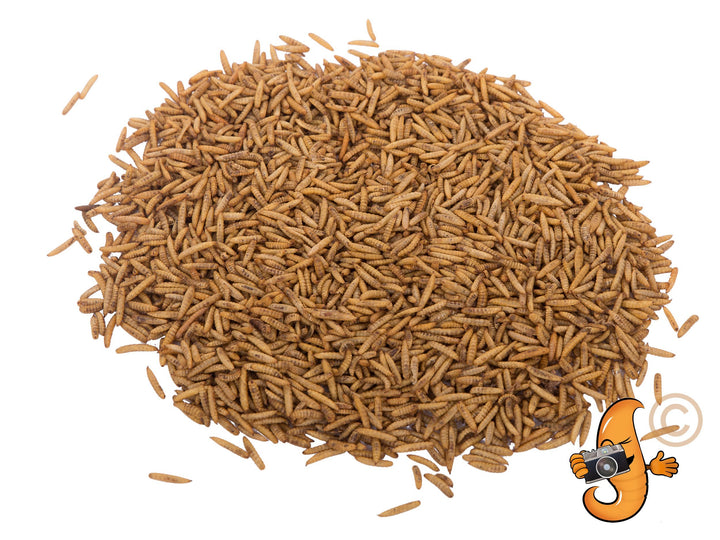 8LB Chubby Dried Black Soldier Fly Larvae - Chubby Mealworms